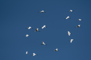 Eurasian Spoonbill, Platalea leucorodia, flying in the sky in Lake Burdur, Turkey.