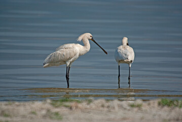 Eurasian Spoonbill, Platalea leucorodia, resting in Burdur Lake in Turkey.