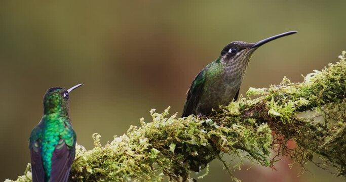 Many-spotted hummingbird