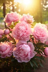 pink peonies on a sunny garden background