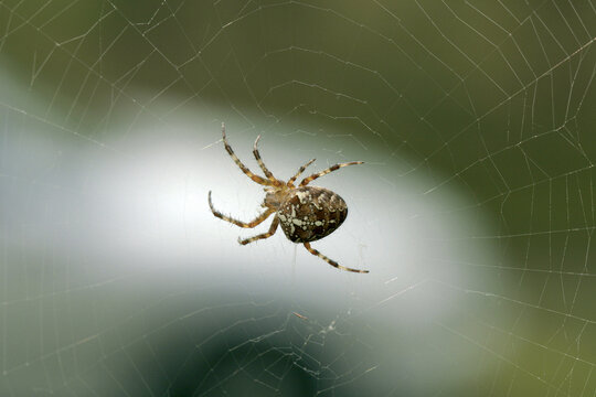 Spider on the web. Arachnid in the natural environment.