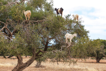Tree climbing goats, argan tree, Morocco, North Africa