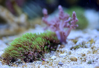 Naklejka na ściany i meble Korallen und Anemonen, Krustenanemonen in einem Meerwasseraquarium.