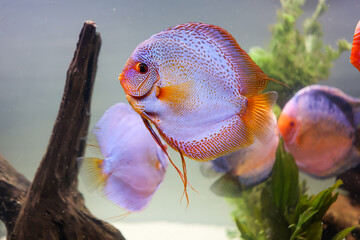 Portrait Aufnahme von Diskusfische im Aquarium, Amazonas Aquarium.
