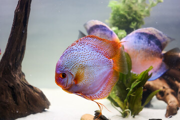 Portrait Aufnahme von Diskusfische im Aquarium, Amazonas Aquarium.
