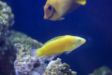 Ein gelber Lippfisch und ein Schokoladendoktor in einem Aquarium.