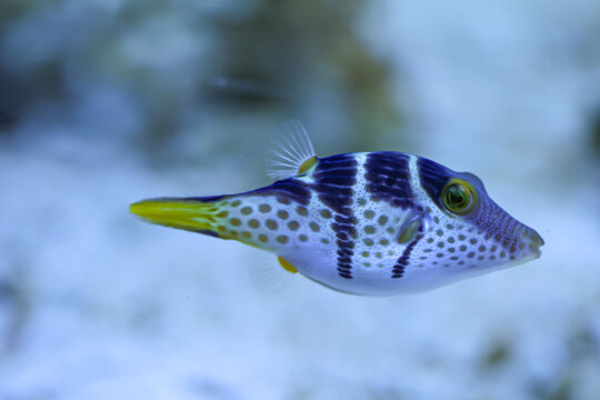 Portrait eines Canthigaster valentini Sattel-Spitzkopfkugelfisch, Sattel-Krugfisch. Ein sehr giftiges Tier.
