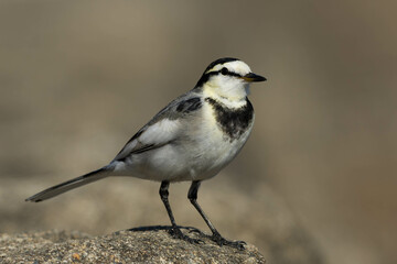 大きな石の端に立っているハクセキレイ