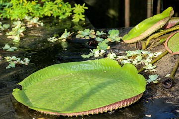 Das Blatt der Riesenseerose (Victoria cruziana) in einem Teich bei dem das Wasser abgelassen ist.
