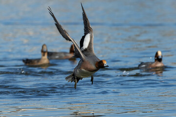 水面から跳ね上がって飛ぶヒドリガモの雄