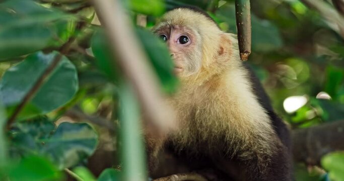 Capuchin monkey