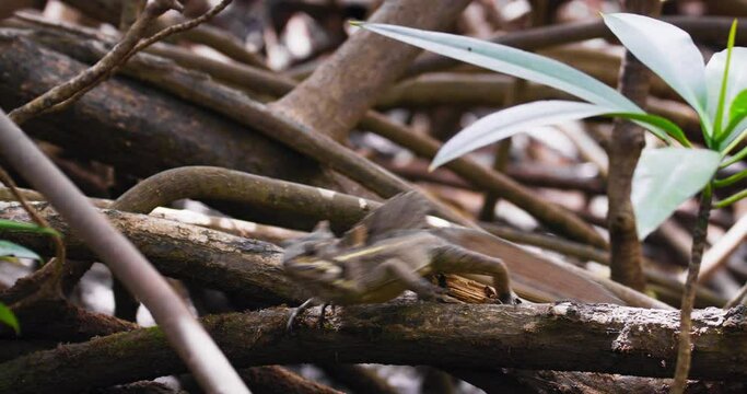 Common basilisk