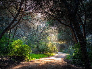 Fototapeta premium Caminhos de floresta