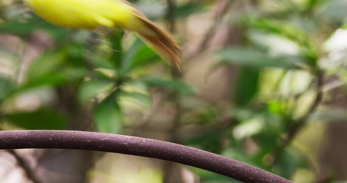 Great kiskadee