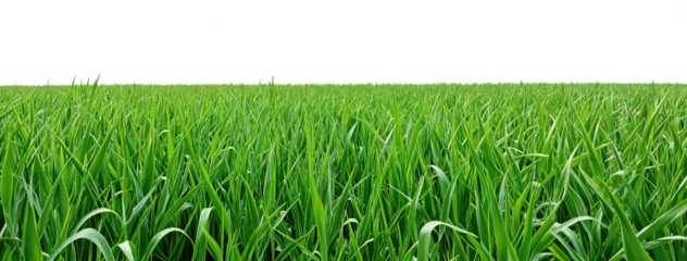 Green Grass Border isolated on white transparent background. png