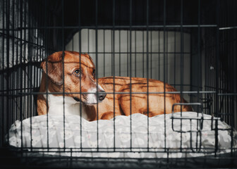 Dog inside crate with sad or scared body language. Full body of puppy dog lying in kennel curled...