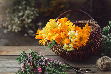 Basket of healthy calendula medicinal herbs. Marigold flowers, heather and hyssop bunches, medicinal herbs on background. Alternative herbal medicine.