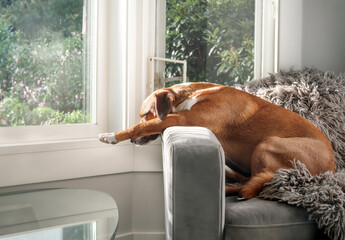 Relaxed dog sleeping in funny position on chair in front of window with defocused plants. Cute puppy dog stretched out, worn out or exhausted lying on chair. Female Harrier mix dog. Selective focus. - obrazy, fototapety, plakaty