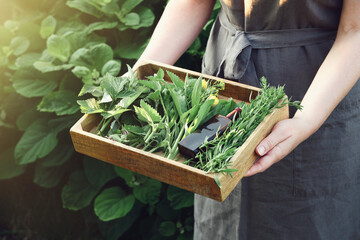 Woman holding in her hands wooden crate filled of medicinal plants.  Herbalist collects healthy herbs on a meadow. Herbalism, alternative herbal medicine concept. - obrazy, fototapety, plakaty