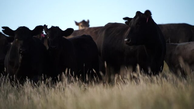 cows eating in a field on farmland on an agricultural farm in summer