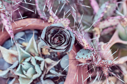 A metal rose in a pot of cacti