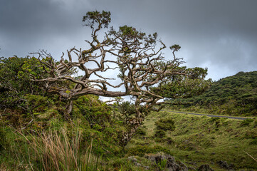 Arbusto na Ilha do Pico, Açores