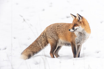 Fuchs im Schnee - obrazy, fototapety, plakaty