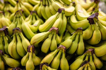 Large pile of yellow ripe bananas.