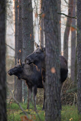 mooses in the forest