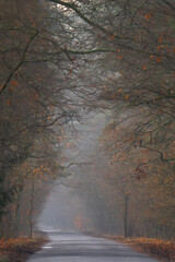Naklejka na ściany i meble forest road in autumn