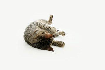 Playful small tabby cat backwards. Isolated on white background
