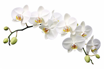 Naklejka na ściany i meble Orchid, white background, isolated, beautiful flower, white plant 