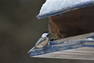 La Plaine 2 Janvier 2024