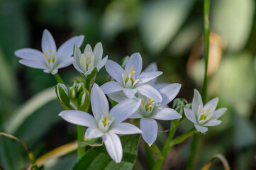 Ornithogalum umbellatum grass lily in bloom, small ornamental and wild white flowering springtime plant