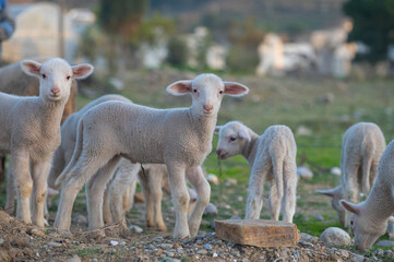 Obraz premium Newborn white coloured lambs are being fed in the field.