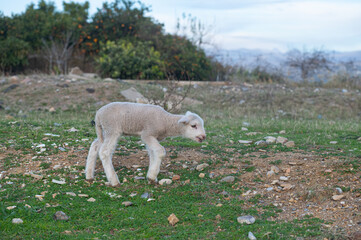 Fototapeta premium Newborn white coloured lambs are being fed in the field.