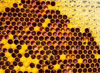 Nectar, honey, pollen and cocoons with bee larvae. 
Beginning of the season. Harmonious development of the bee colony.
