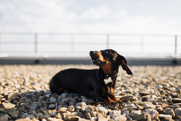 Beautiful dachshund wearing collar with keychain of bone form lying on pebble surface in urban place. Ready to play lively pet looking aside and waiting for owner to have fun together.