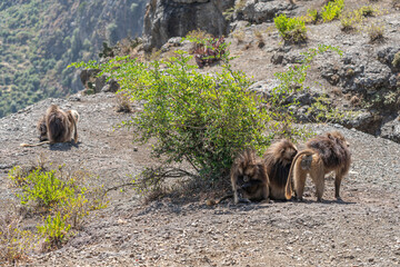Gelada baboons (Theropithecus Gelada) grooming each other, Simien mountains national park, North Ethiopia