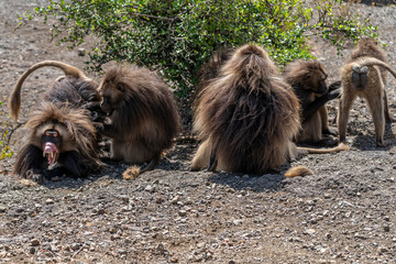 Gelada baboons (Theropithecus Gelada) grooming each other, Simien mountains national park, North Ethiopia
