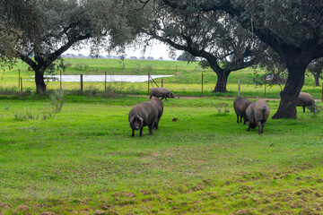 Cloudy day in the pasture: Iberian pigs among holm oaks with a pond in the background.