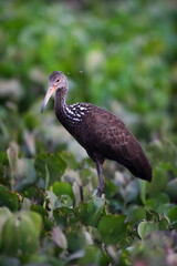 Limpkin in wetland environment,Pantanal Forest, Mato Grosso, Brazil.