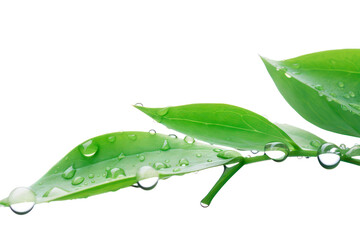 Beautiful natural dew drops or rain on fresh  leaves isolated on transparent background. Close-up macro detail.