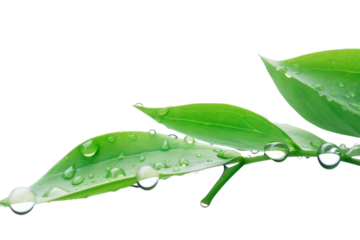 Beautiful natural dew drops or rain on fresh  leaves isolated on transparent background. Close-up macro detail.