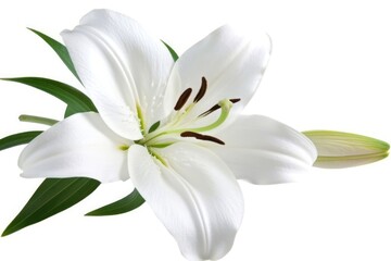 A pristine white Easter lily bloom is displayed with its delicate petals open, revealing the prominent pistil and stamen, set against a white background.
