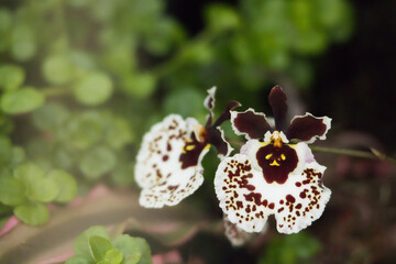 Two lovely Orchids