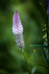 Purple flowers in bloom