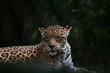 jaguar in the zoo