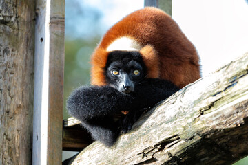 Red Ruffed Lemur (Varecia rubra) Outdoors