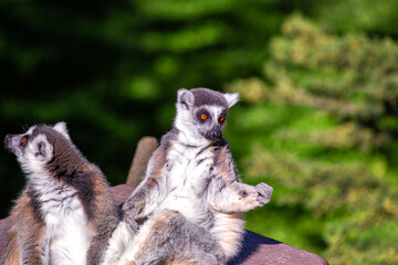 Ring-tailed Lemur (Lemur catta) Outdoors